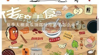 夏季大棚黄瓜顶部叶片蔫了怎么办?