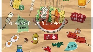 小野鸡不会自己吃食怎么办？