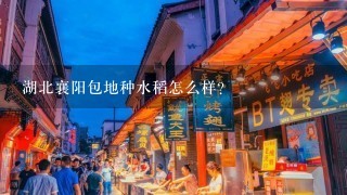 湖北襄阳包地种水稻怎么样？